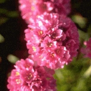 Armeria mar. 'Dusseldorfer Stolz' geen maat specificatie 0,55L/P9cm - afbeelding 1