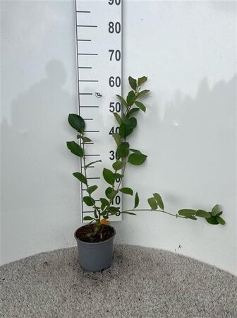 Aronia melanocarpa (Zwarte bes) 40-60 cm cont. 2,0L - afbeelding 4