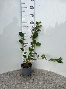 Aronia melanocarpa (Zwarte bes) 40-60 cm cont. 2,0L - afbeelding 4