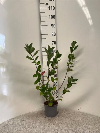 Aronia melanocarpa (Zwarte bes) 40-60 cm cont. 2,0L - afbeelding 5
