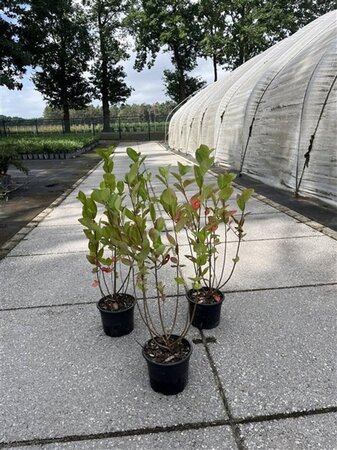 Aronia melanocarpa (Zwarte bes) 40-60 cm cont. 2,0L - afbeelding 2