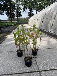 Aronia melanocarpa (Zwarte bes) 40-60 cm cont. 2,0L - afbeelding 2