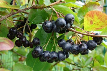 Aronia melanocarpa (Zwarte bes) 40-60 cm cont. 2,0L - afbeelding 3