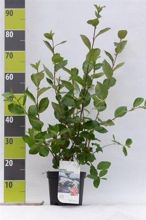 Aronia melanocarpa (Zwarte bes) 40-60 cm cont. 3,0L - afbeelding 1