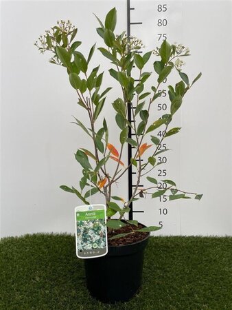 Aronia melanocarpa (Zwarte bes) 40-60 cm cont. 3,0L - afbeelding 7