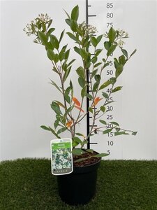 Aronia melanocarpa (Zwarte bes) 40-60 cm cont. 3,0L - afbeelding 7
