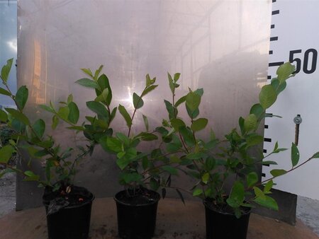 Aronia melanocarpa (Zwarte bes) 80-100 cm cont. 2,0L