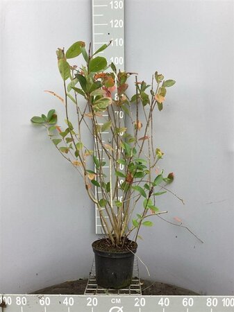 Aronia melanocarpa (Zwarte bes) 80-100 cm cont. 5,0L - afbeelding 1