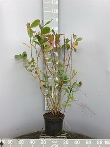 Aronia melanocarpa (Zwarte bes) 80-100 cm cont. 5,0L