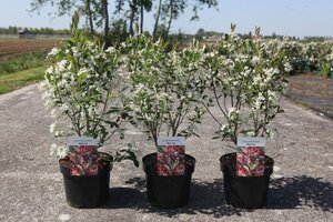 Aronia melanocarpa 'Hugin' 40-60 cm cont. 3,0L