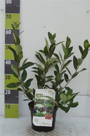 Aronia melanocarpa 'Hugin' 40-60 cm cont. 3,0L - afbeelding 4