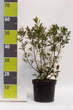 Aronia melanocarpa 'Hugin' 40-60 cm cont. 3,0L - afbeelding 6