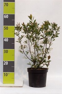 Aronia melanocarpa 'Hugin' 40-60 cm cont. 3,0L - afbeelding 6