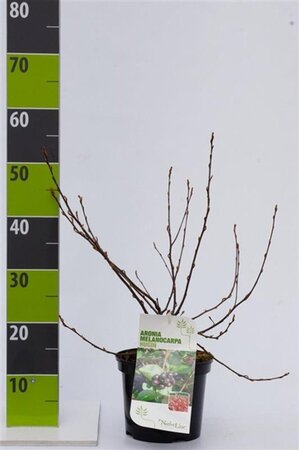 Aronia melanocarpa 'Hugin' 40-60 cm cont. 3,0L - afbeelding 7