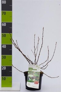 Aronia melanocarpa 'Hugin' 40-60 cm cont. 3,0L - afbeelding 7