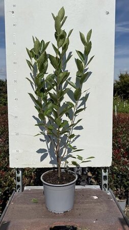 Aronia melanocarpa 'Hugin' 40-60 cm cont. 3,0L - afbeelding 2
