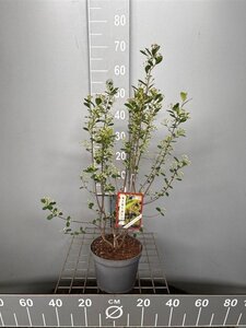 Aronia melanocarpa 'Hugin' 50-60 cm cont. 3,0L