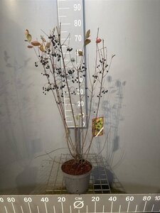 Aronia melanocarpa 'Hugin' 50-60 cm cont. 3,0L