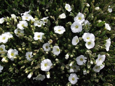 Arenaria montana geen maat specificatie 0,55L/P9cm - afbeelding 4