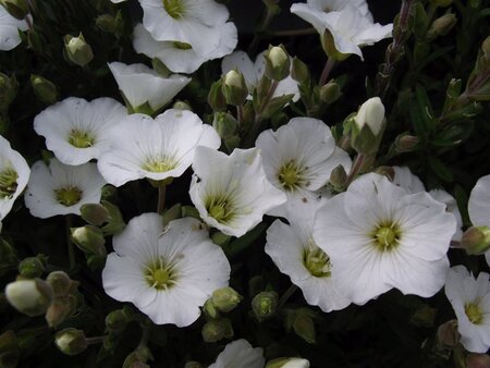 Arenaria montana geen maat specificatie 0,55L/P9cm - afbeelding 5