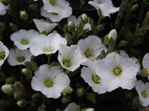 Arenaria montana geen maat specificatie 0,55L/P9cm - afbeelding 5