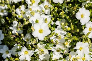 Arenaria montana geen maat specificatie 0,55L/P9cm