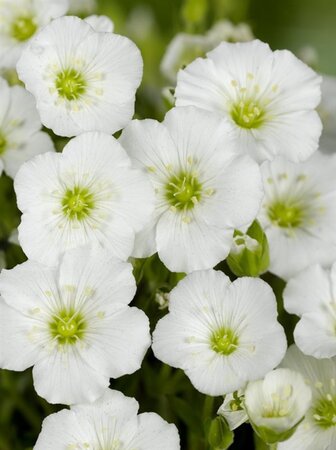 Arenaria montana geen maat specificatie 0,55L/P9cm - afbeelding 6