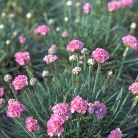 Armeria mar. 'Splendens' geen maat specificatie 0,55L/P9cm - afbeelding 3