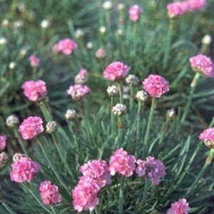 Armeria mar. 'Splendens' geen maat specificatie 0,55L/P9cm - afbeelding 3