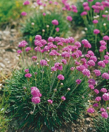Armeria mar. 'Splendens' geen maat specificatie 0,55L/P9cm - afbeelding 4