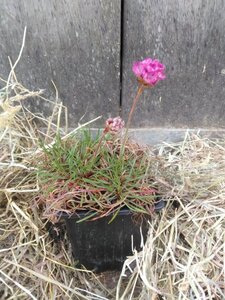 Armeria mar. 'Splendens' geen maat specificatie 0,55L/P9cm