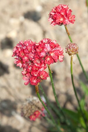 Armeria ps. 'Ballerina Red' geen maat specificatie 0,55L/P9cm - afbeelding 2