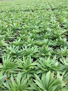 Armeria ps. 'Ballerina White' geen maat specificatie 0,55L/P9cm