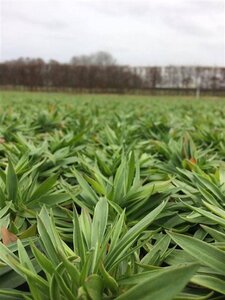 Armeria ps. 'Ballerina White' geen maat specificatie 0,55L/P9cm - afbeelding 2