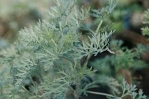 Artemisia 'Powis Castle' geen maat specificatie 0,55L/P9cm - afbeelding 3