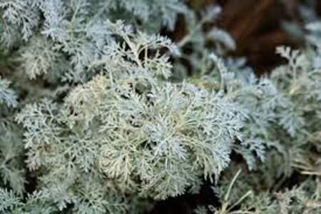 Artemisia 'Powis Castle' geen maat specificatie 0,55L/P9cm - afbeelding 4