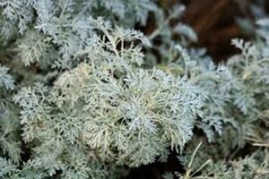 Artemisia 'Powis Castle' geen maat specificatie 0,55L/P9cm - afbeelding 4
