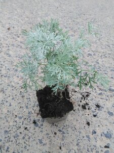 Artemisia 'Powis Castle' geen maat specificatie 0,55L/P9cm