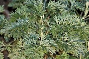 Artemisia 'Powis Castle' geen maat specificatie 0,55L/P9cm - afbeelding 5