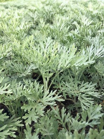 Artemisia 'Powis Castle' geen maat specificatie 0,55L/P9cm - afbeelding 2