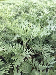 Artemisia 'Powis Castle' geen maat specificatie 0,55L/P9cm - afbeelding 2