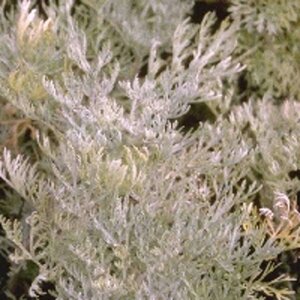 Artemisia 'Powis Castle' geen maat specificatie 0,55L/P9cm - afbeelding 6