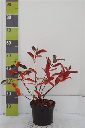 Aronia prunifolia 'Nero' 40-60 cm cont. 3,0L - afbeelding 3