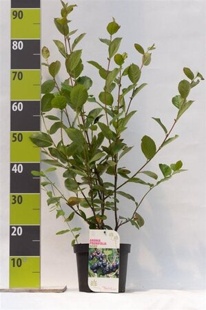 Aronia prunifolia 'Nero' 40-60 cm cont. 3,0L - afbeelding 5