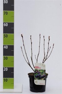 Aronia prunifolia 'Nero' 40-60 cm cont. 3,0L - afbeelding 6