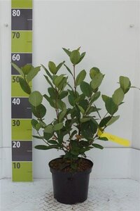 Aronia prunifolia 'Nero' 40-60 cm cont. 3,0L - afbeelding 7