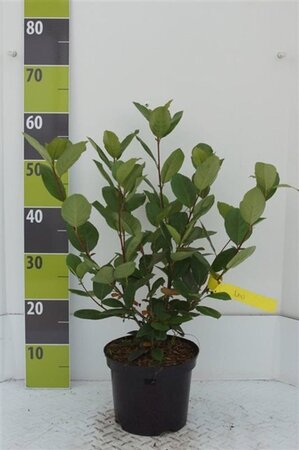 Aronia prunifolia 'Nero' 40-60 cm cont. 3,0L - afbeelding 8