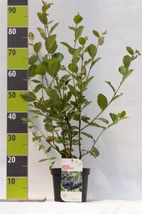 Aronia prunifolia 'Nero' 40-60 cm cont. 3,0L - afbeelding 9