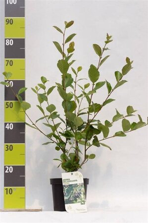 Aronia prunifolia 'Viking' 40-60 cm cont. 3,0L - afbeelding 1