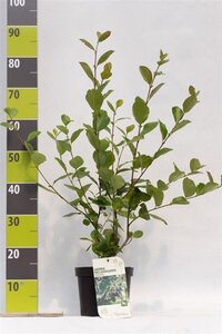 Aronia prunifolia 'Viking' 40-60 cm cont. 3,0L - afbeelding 1